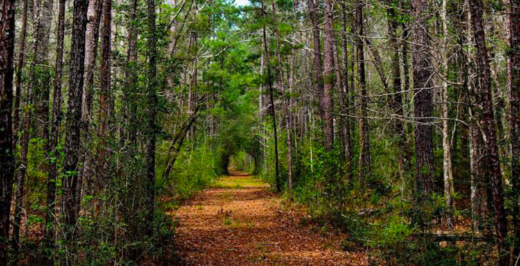 Big Thicket National Preserve in Texas.