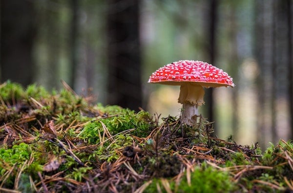 Mushroom on hiking trail
