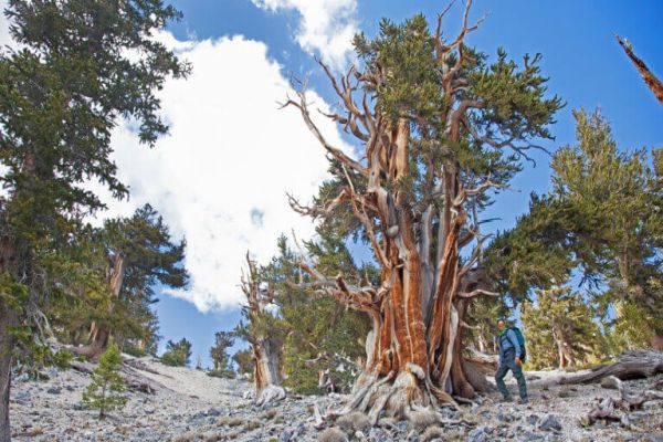 Humboldt-Toiyabe National Forest - Bristlecone Pine Camping in Nevada