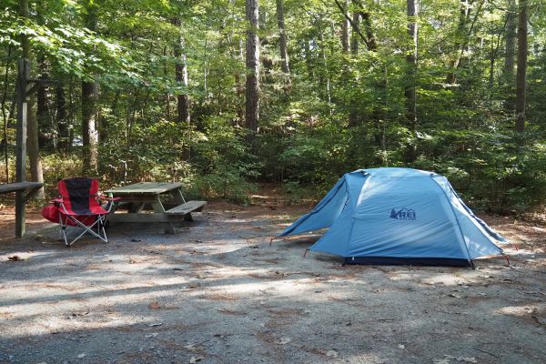 Pocomoke State Forest - Laurel-Camping in Delaware