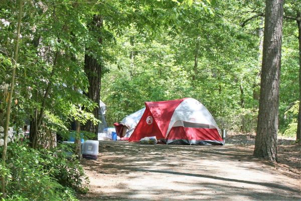 Pocomoke State Forest - Snow Hill Camping in Maryland