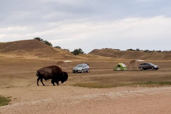 Buffalo Gap National Grassland - Sage Creek Camping in South Dakota