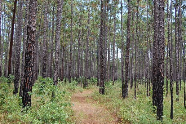 Francis Marion National Forest - Awendaw Camping in South Carolina