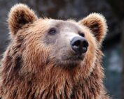 Bear Safety Camping Tips