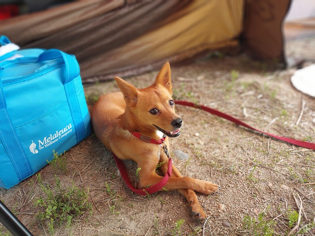 Dog sitting by a tent while camping