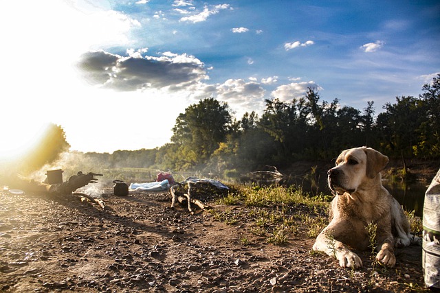 Pros and Cons of Camping with Your Dog