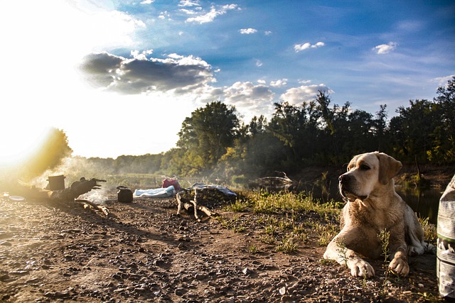 Camping with your dog